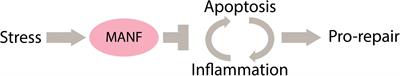 Trophic Factors in Inflammation and Regeneration: The Role of MANF and CDNF